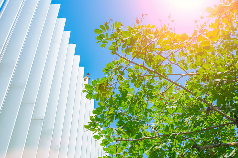 Tree in front of an eco-friendly office building